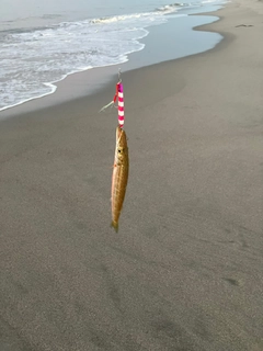 カマスの釣果