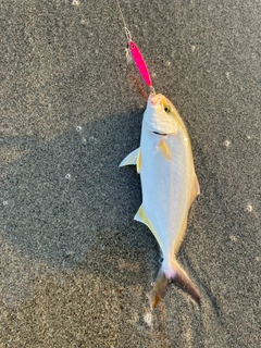 ショゴの釣果