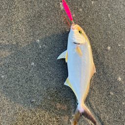 ショゴ