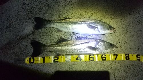 シーバスの釣果
