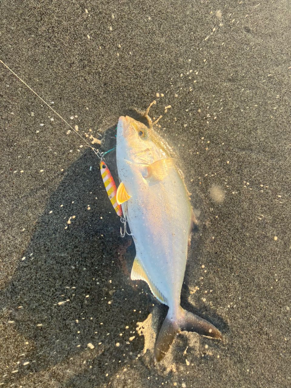 ショゴ