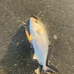 ショゴ