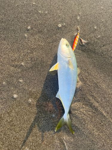 ワカシの釣果