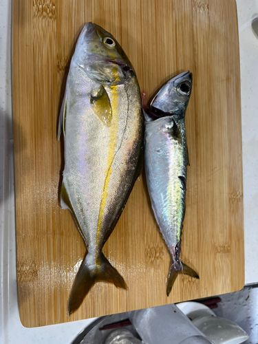 ショゴの釣果