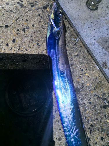 タチウオの釣果