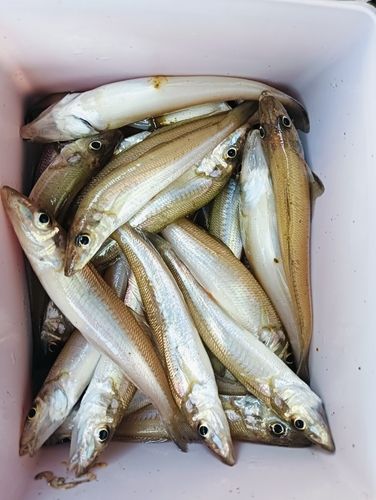 キスの釣果