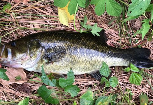 ブラックバスの釣果