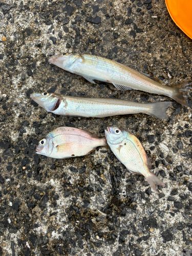 キスの釣果