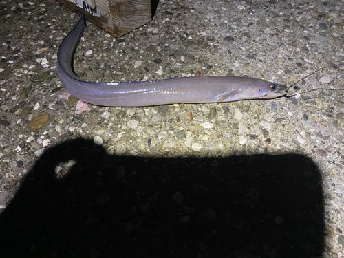クロアナゴの釣果