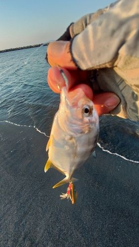 メッキの釣果