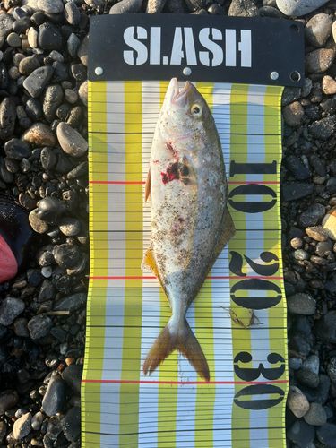 ショゴの釣果
