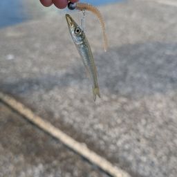 カマス