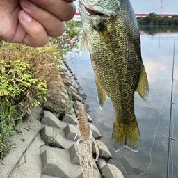 スモールマウスバス