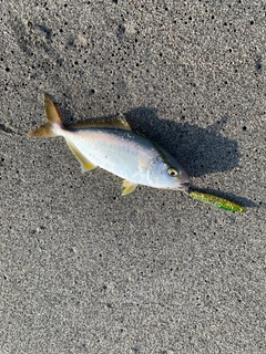 ワカシの釣果