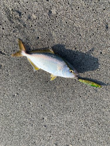 ワカシの釣果