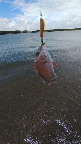 チダイの釣果