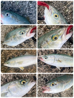 ツバスの釣果