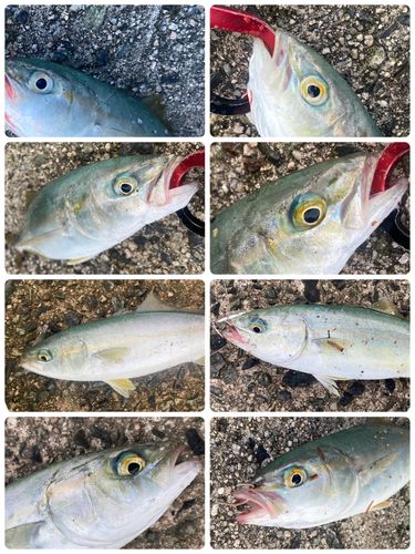 ツバスの釣果