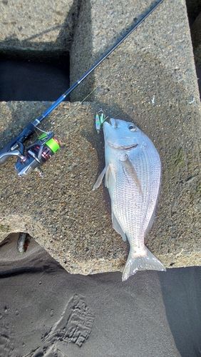 ヘダイの釣果