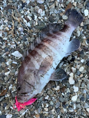 マハタの釣果