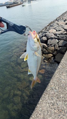 ショゴの釣果