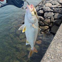 ショゴ