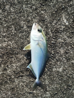 ネリゴの釣果