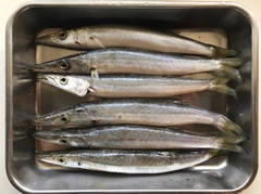 カマスの釣果