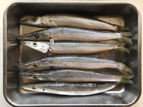 カマスの釣果