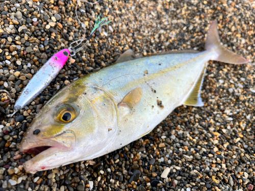 ショゴの釣果