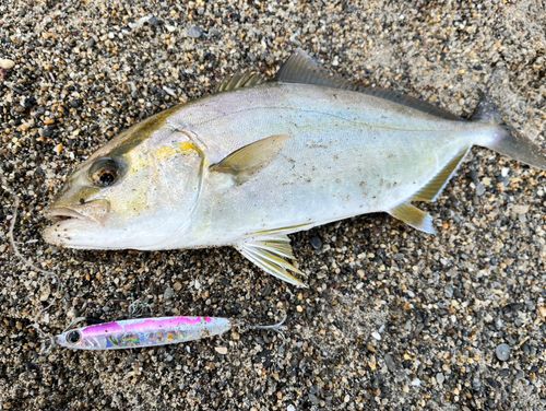ショゴの釣果