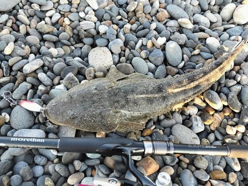 マゴチの釣果