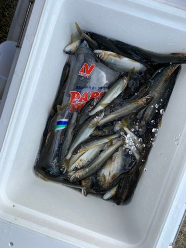 アユの釣果