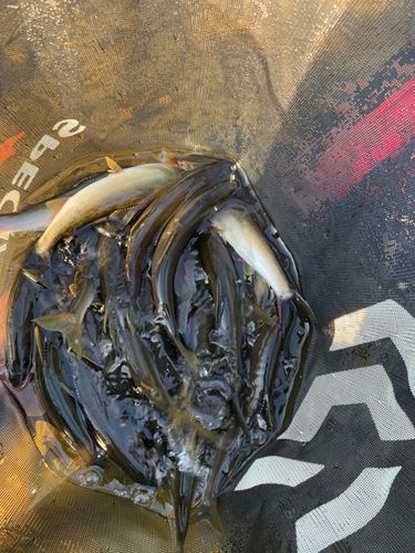 アユの釣果