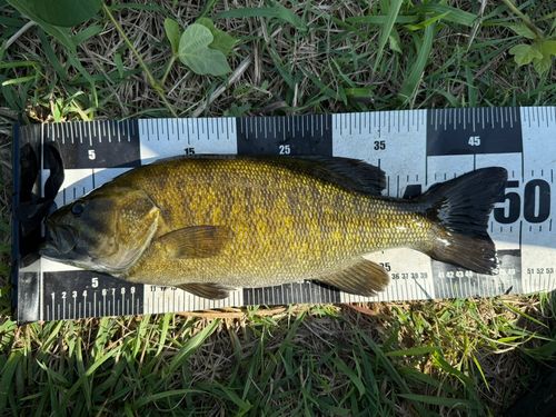 スモールマウスバスの釣果