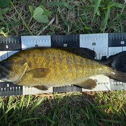 スモールマウスバス