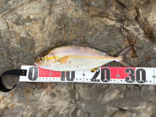 カンパチの釣果