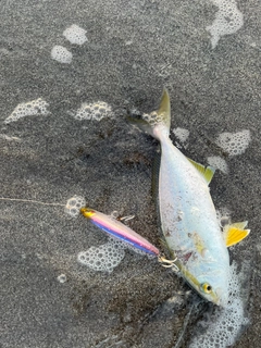 ショゴの釣果