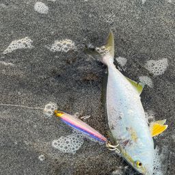 ショゴ