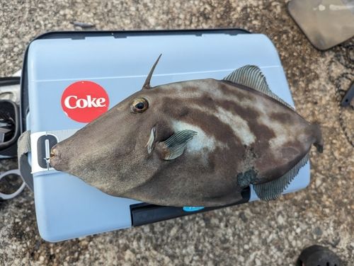 ウマヅラハギの釣果