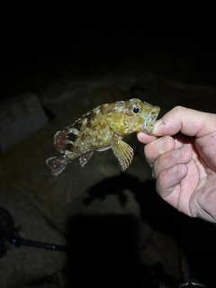ガシラの釣果