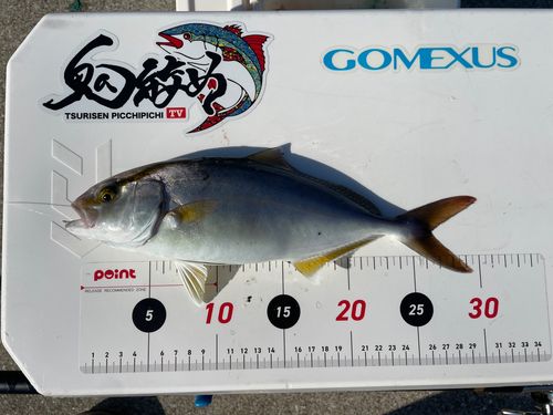 ネリゴの釣果