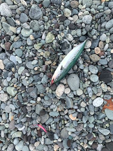 ヒラソウダの釣果