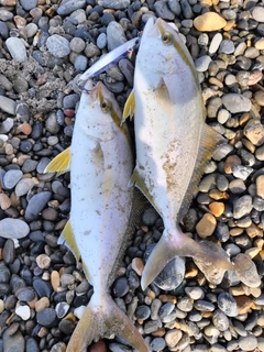 ショゴの釣果