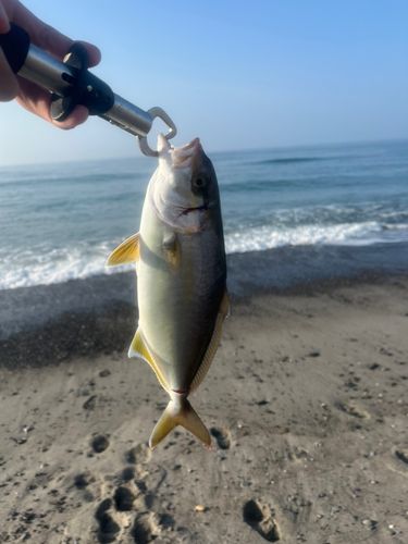 ショゴの釣果