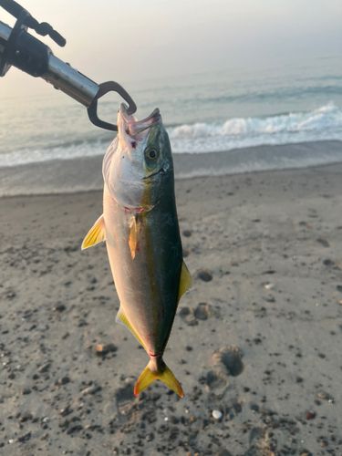 ワカシの釣果
