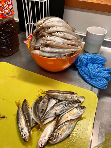 シロギスの釣果