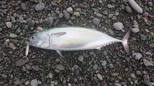 ヒラソウダの釣果