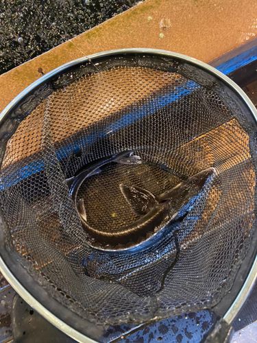 チョウザメの釣果