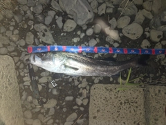 シーバスの釣果